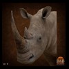 hippo-rhino-croc-taxidermy-019