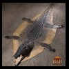 hippo-rhino-croc-taxidermy-032