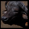 cape-buffalo-taxidermy-by-B-B-Taxidermy-015