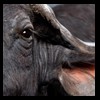 cape-buffalo-taxidermy-by-B-B-Taxidermy-019