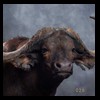 cape-buffalo-taxidermy-by-B-B-Taxidermy-026