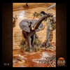 elephant-giraffe-taxidermy-010