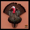 turkeys-taxidermy-004