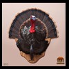 turkeys-taxidermy-005
