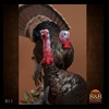 turkeys-taxidermy-011