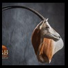 oryx-exotic-taxidermy-006