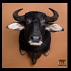 cape-buffalo-taxidermy-by-B-B-Taxidermy-008